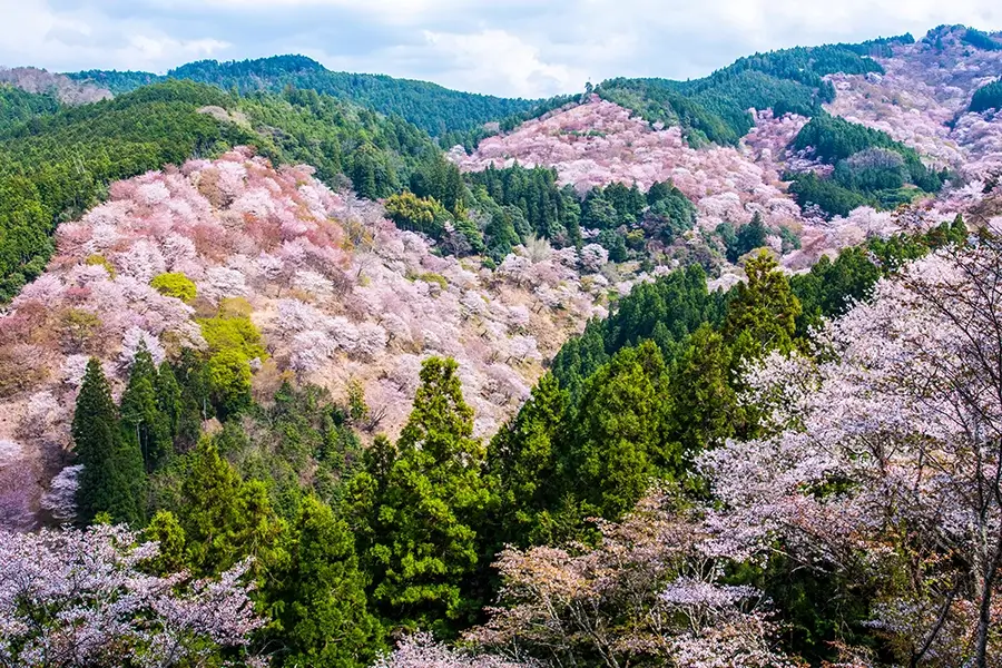 春には多くの人が訪れる桜の名所吉野山