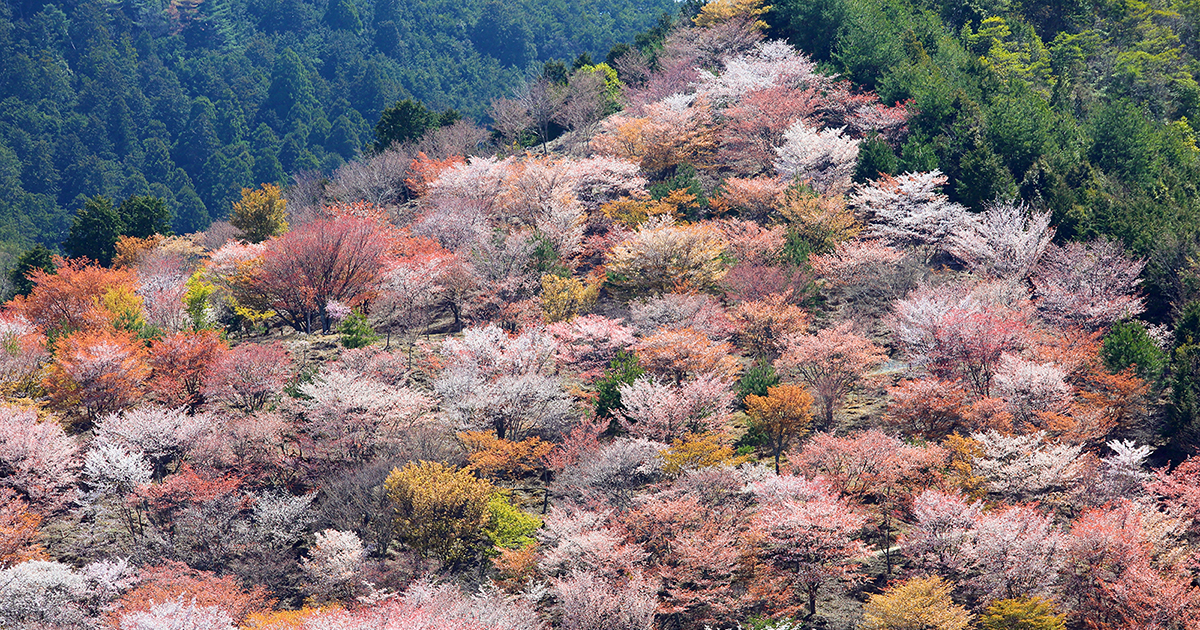 吉野山 桜 下千本